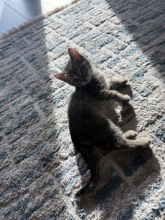 Отдам бесплатно