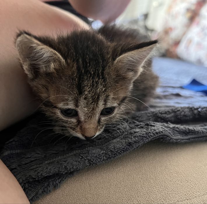 Котенок в добрые руки