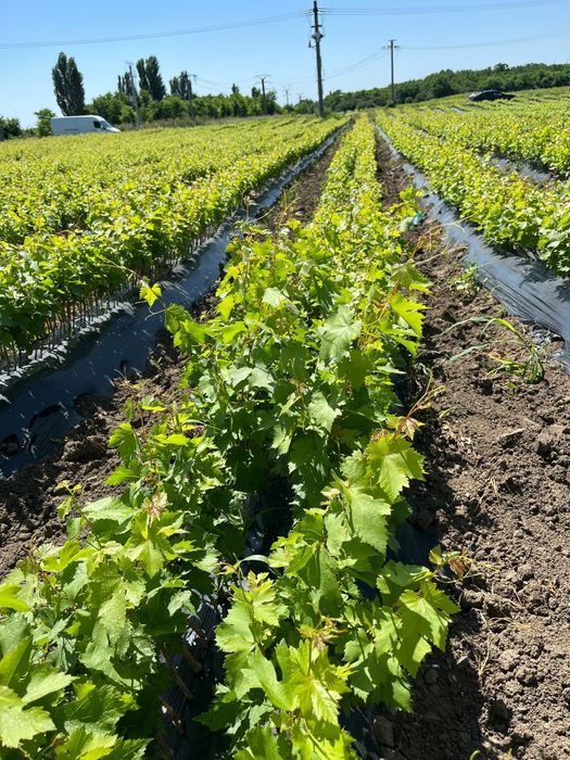 Butasi vita de vie hibrizi  , 1001 , r10 moldova , bianca etc.