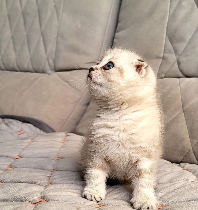 Великолепные малыши скоттиш фолд