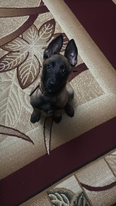 Продам щенка бельгийской овчарки