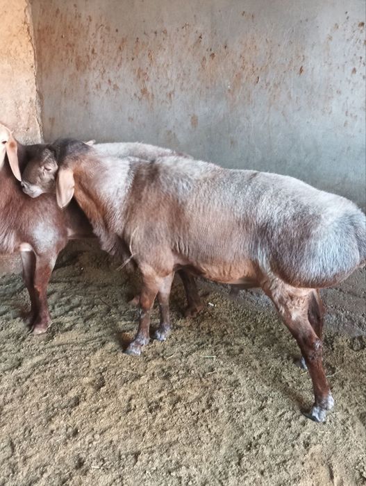 Qirg'iz zot Qo'cqorla sotiladi urug'likka