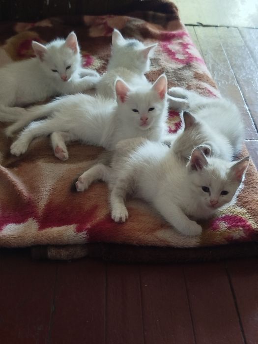 Отдам котят в хорошие руки