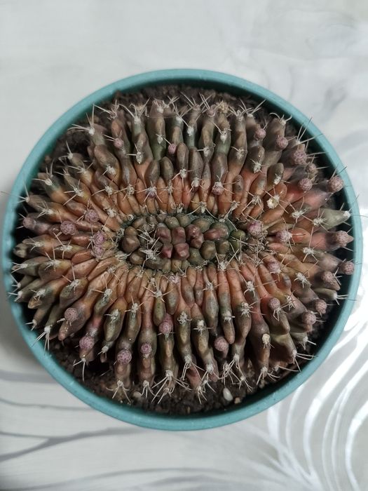 Необычный коллекционный кактус. В цветении