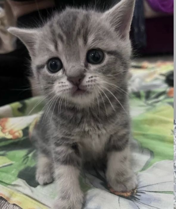 Шикарные Котятки