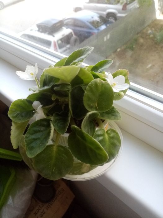 Фиалкалар сатылады