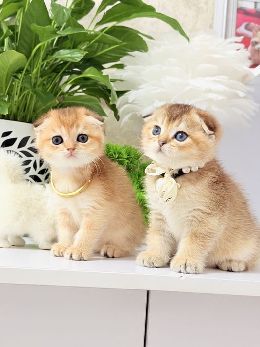 Котята чистокровные