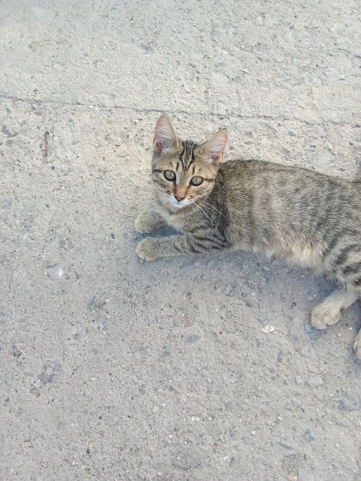 Котенок девочка котенок