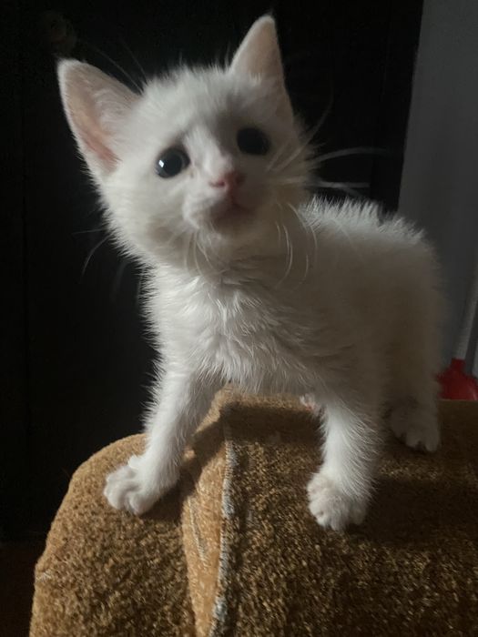 Продаются котята