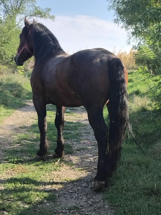De vînzare armasar de 4 ani