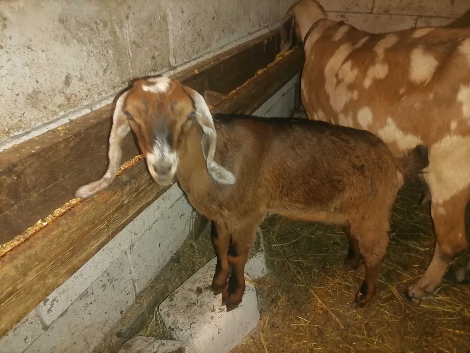 Vând țăpișor anglonubian