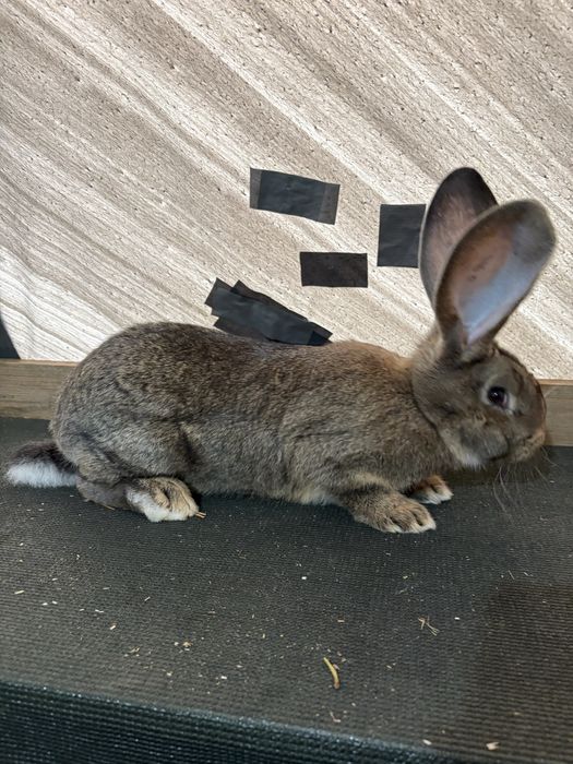 Femela si Mascul Urias german