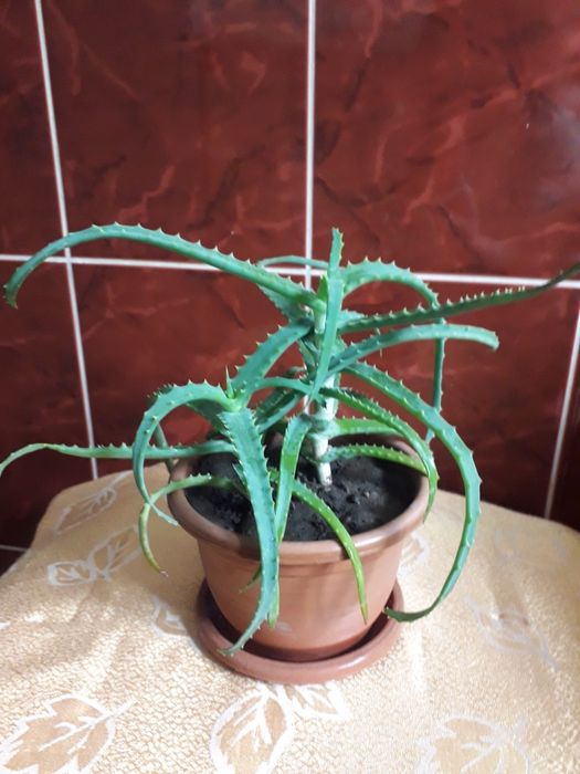 Алоэ столетник .