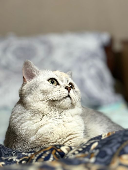 Mushuk sotiladi sog’lom zoti British chinchilla qiz bola 7 oylik