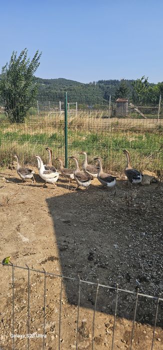 Gaste tinere  in cautare de casa noua