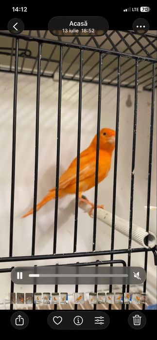 Canari de vanzare