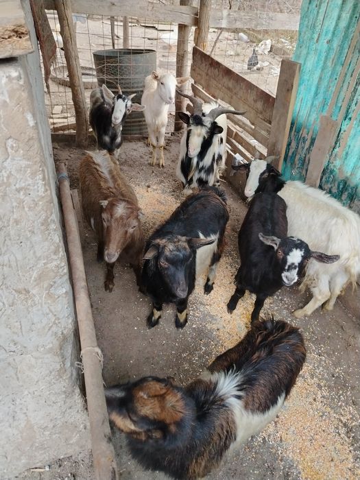 Vând sau schimb capre