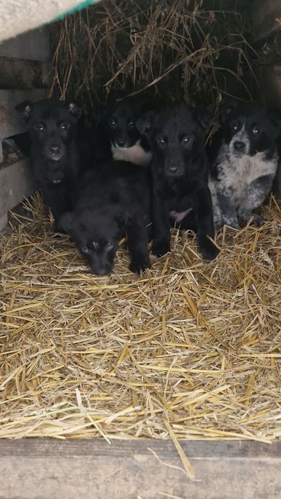 Щенки в добрые руки