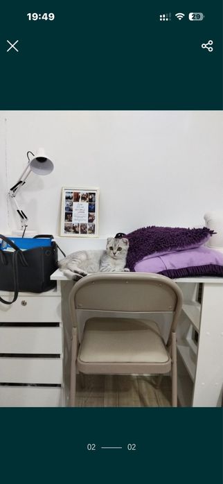 Котенок шотландский вислоухий