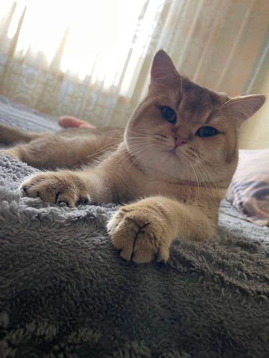 Золотая шиншилла кот на вязку