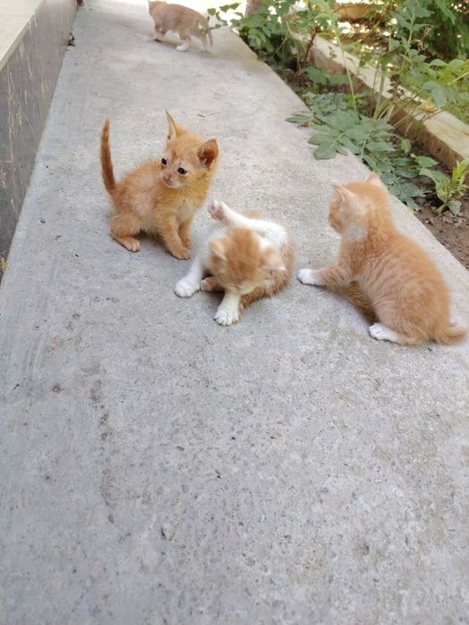 Отдам котят в хорошие руки
