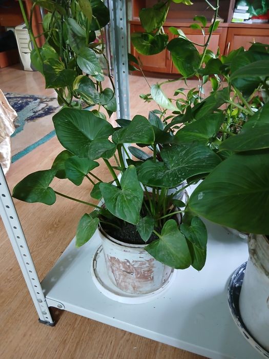 Продам калы и др. цветы