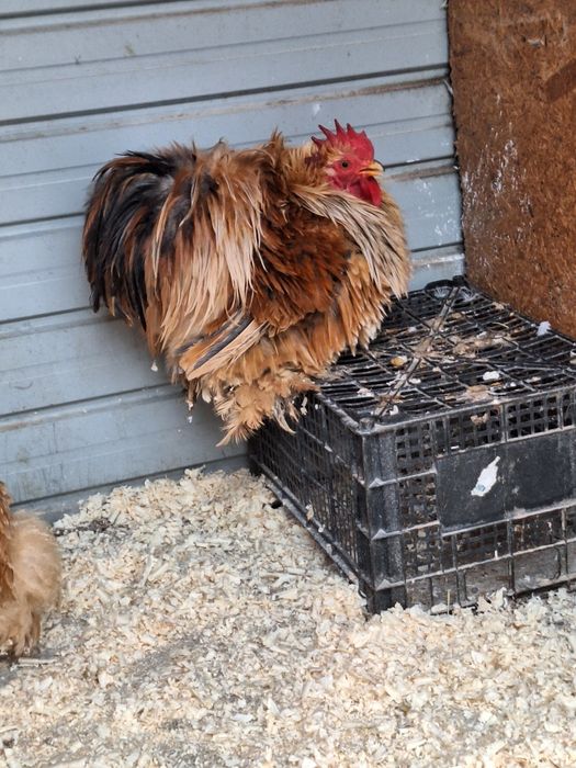 cochinchina pitic Galben