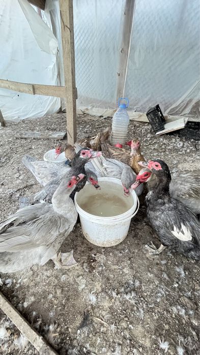 Мусксный утка Индаутка