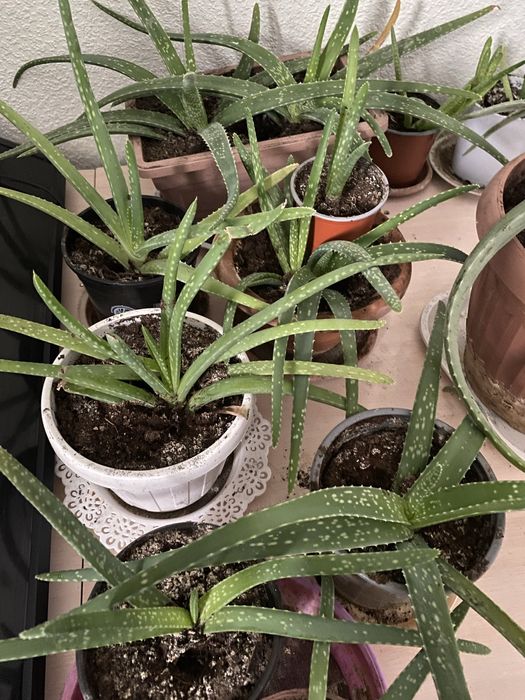 Цветы домашние Доллар , алое вера