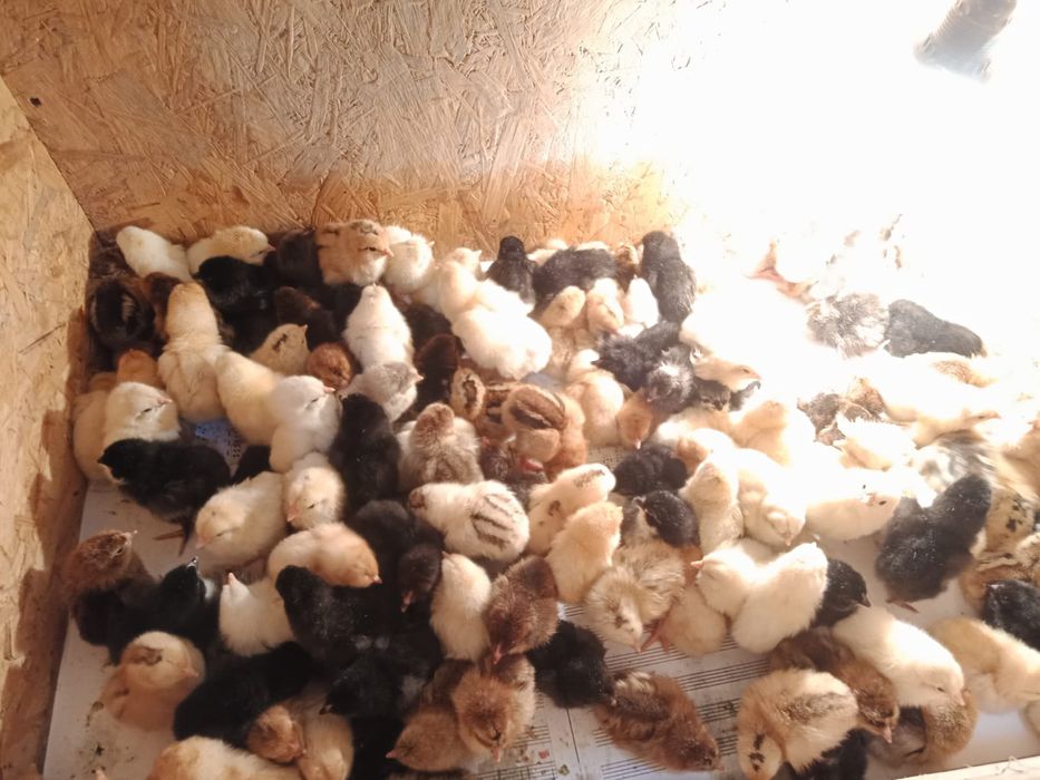 Цыплята бройлеров