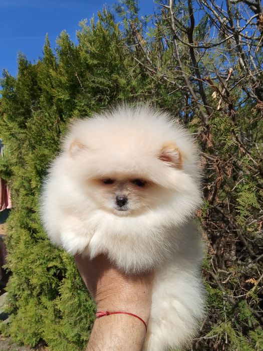 Померан померани