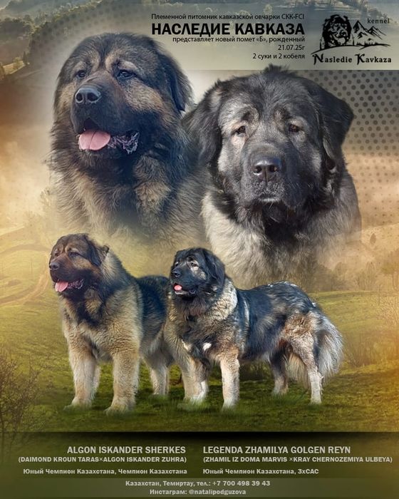 Щенки Кавказской овчарки