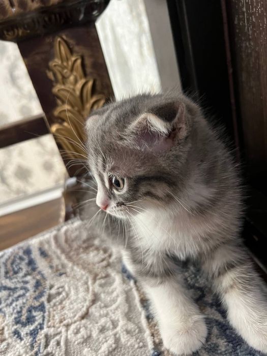 Шотландская вислоухая кошка