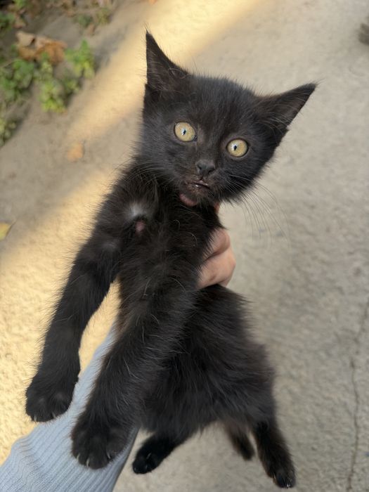 Отдам Котенок БЕСПЛАТНО