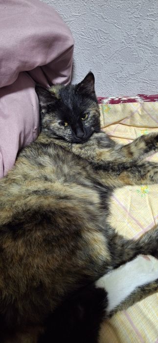 Кошки черепаховый окрас Флоси и Зара 2 самки