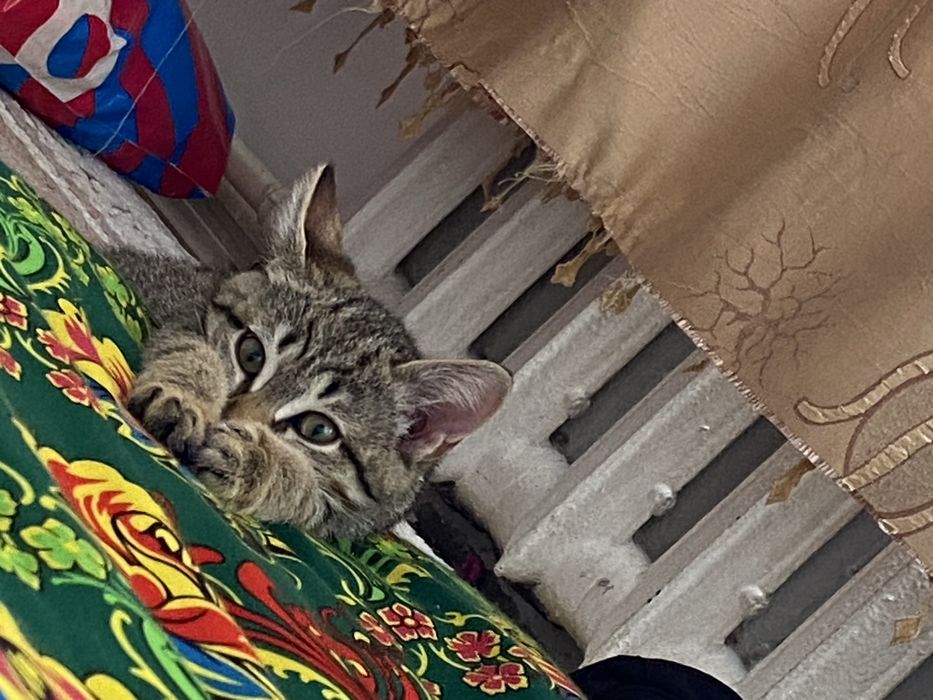 Кошка девочка 5 месяцев