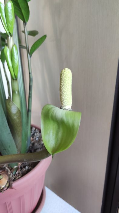 Замиокулькас (долларовое дерево)