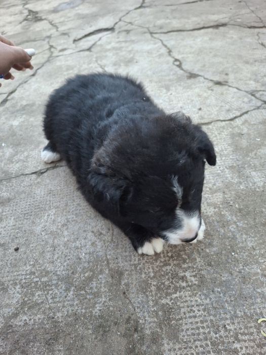 Donez pui de căței