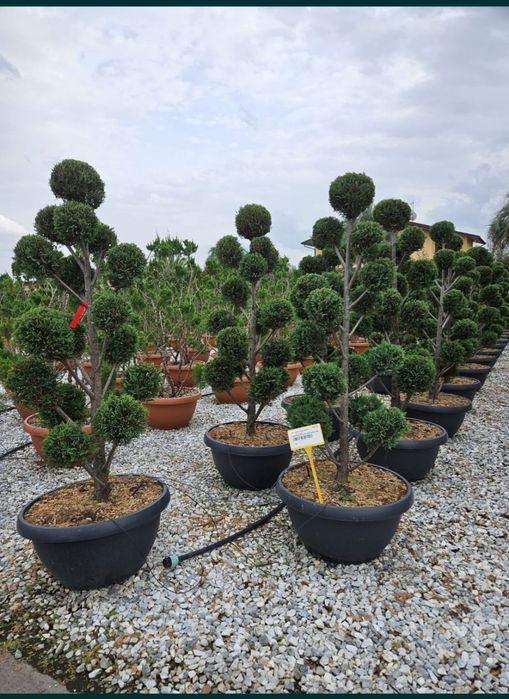 Plante ornamentale de gradina