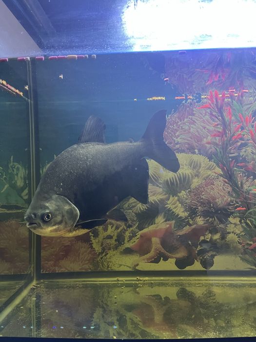 Akvarium baliqlari sotiladi