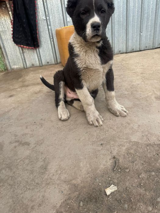 Продам щенка алабай