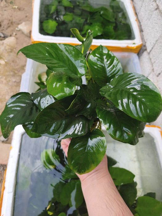 Anubias gigant sort