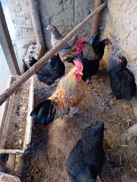 Xoʻroz sotiladi 1 dona