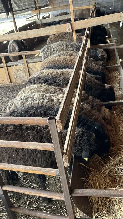 Общий 70 сатылады