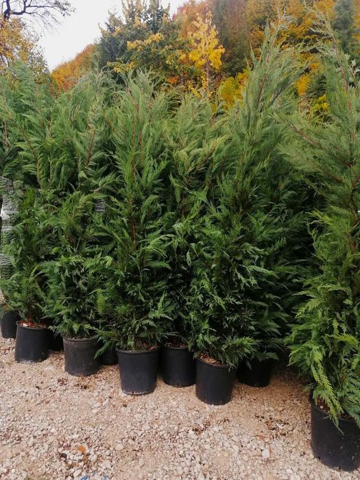 Tuia leylandii uriași la înălțimea de 2m-4m/ calitate extra