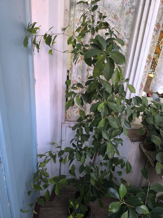 Фикус Бенджамина. Комнатный цветок для вашего офиса и дома.