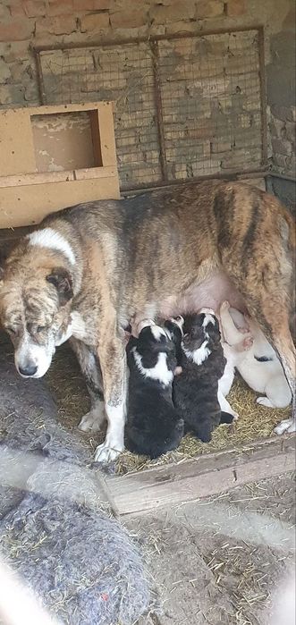 Породные щенки алабая ждут своих Героев!