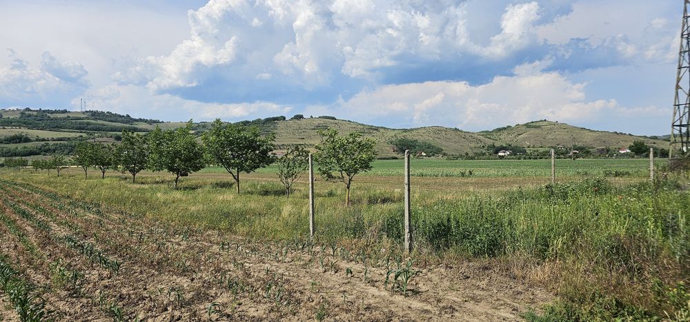 Vand teren intravilan intre Sard si Ampoita