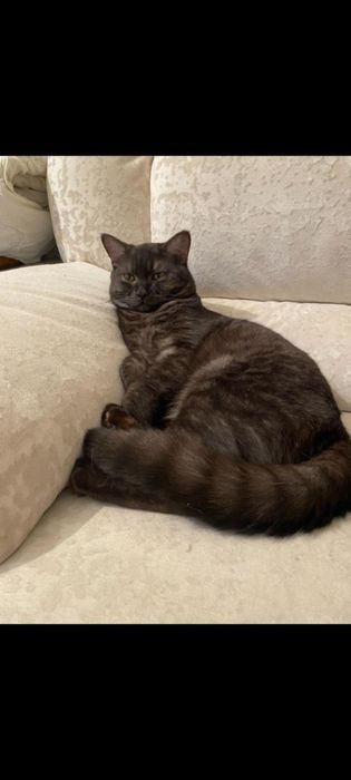 Отдам кота в добрые руки