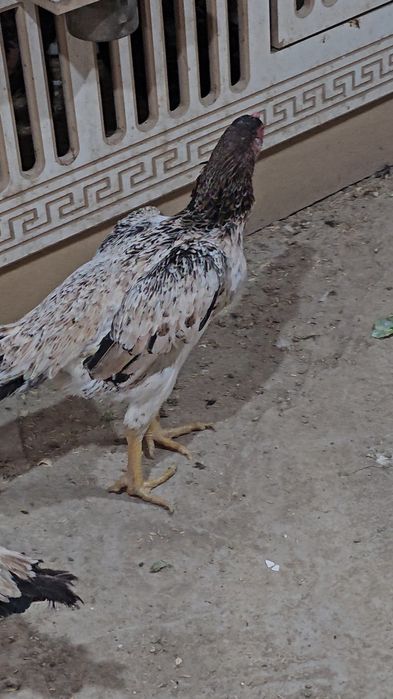 Privaznoy Yapon shamo ataka